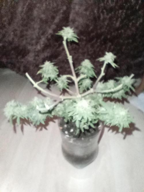 Auto Cherry Kush Coke - Linda Seeds. Week 8