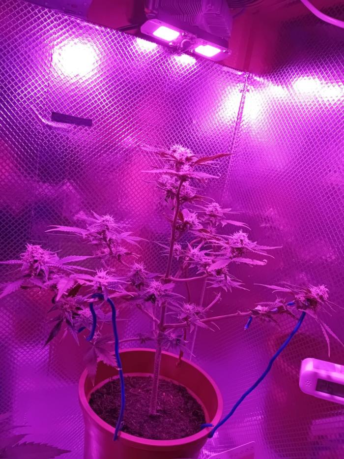 Auto Critical+ by Linda Seeds. Week 7