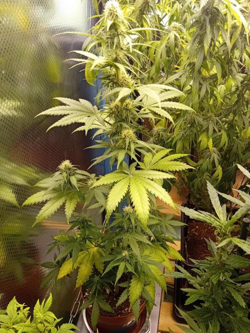 Auto Do Si Dos by Linda Seeds. Week 8