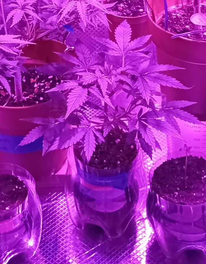 Auto Cherry Kush Coke - Linda Seeds. Week 3