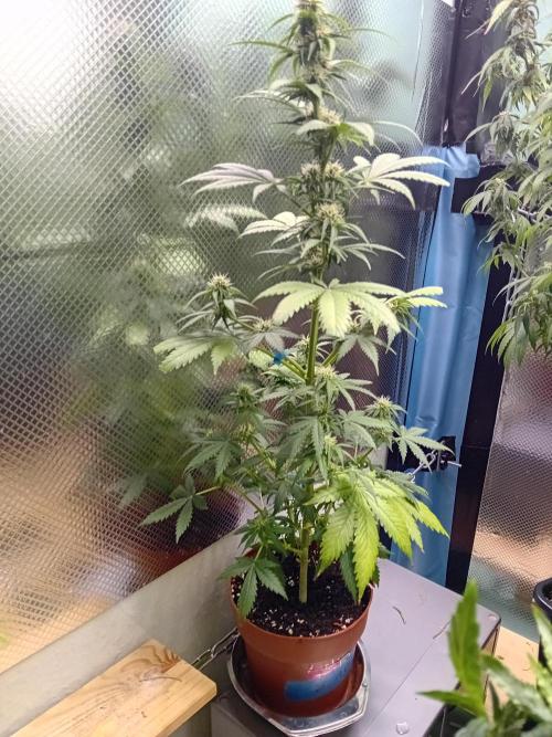 Auto Do Si Dos by Linda Seeds. Week 8