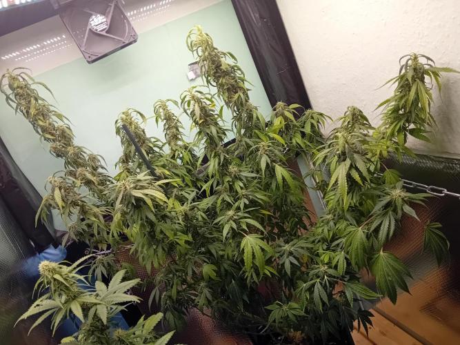 Amnesia XXL - Fem    "LINDA SEEDS". Week 15 - After defoil, 240W LED