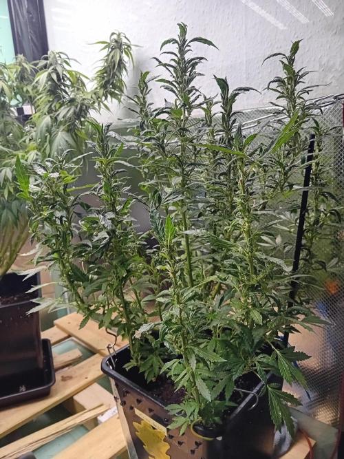 Vision Gelato Auto. Week 13