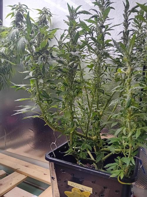 Vision Gelato Auto. Week 13