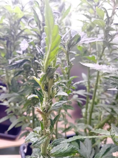 Vision Gelato Auto. Week 13