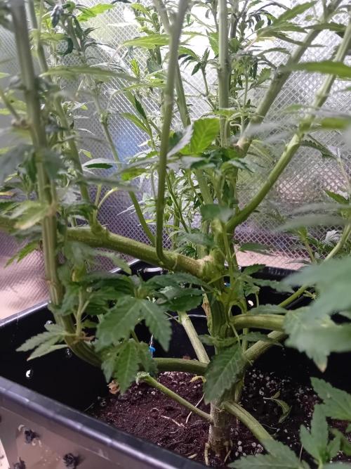 Vision Gelato Auto. Week 13