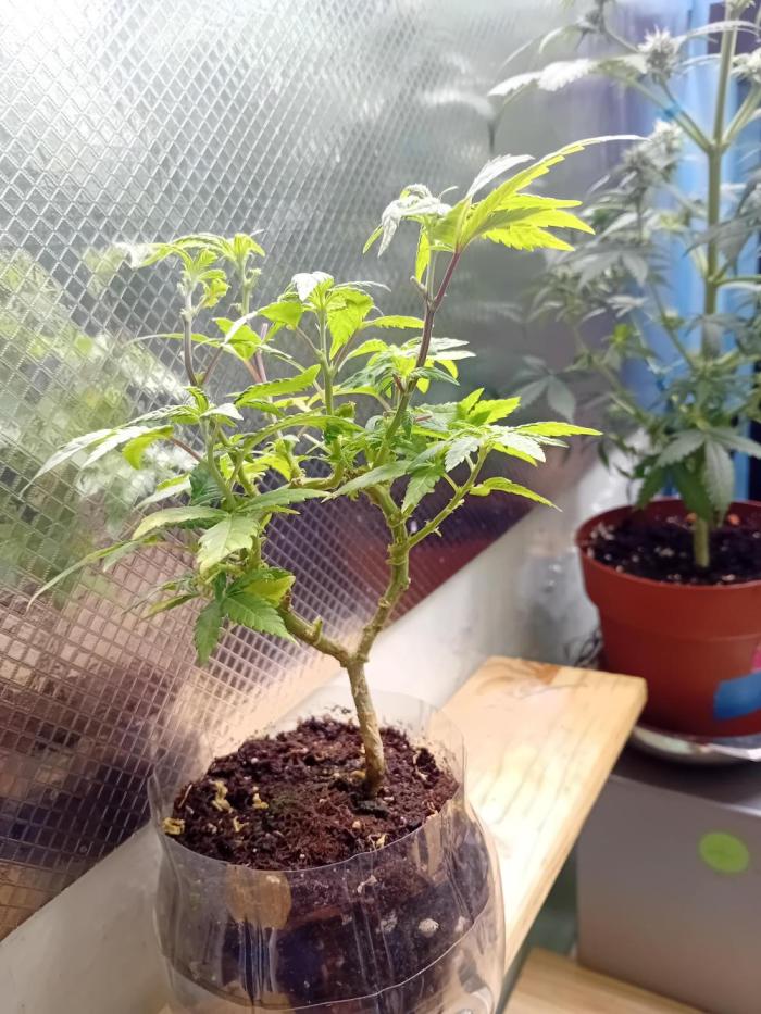 Experiment #1 Heartgrow- unknown seed. Week 14