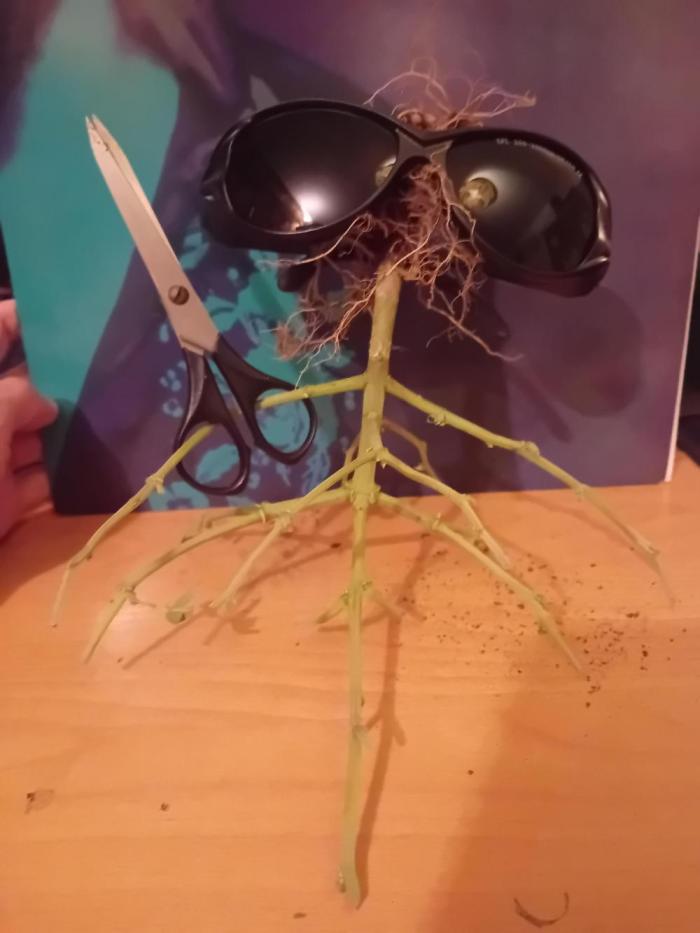 Meme Diary. Week 5 - Time for a Revanche for my buds.