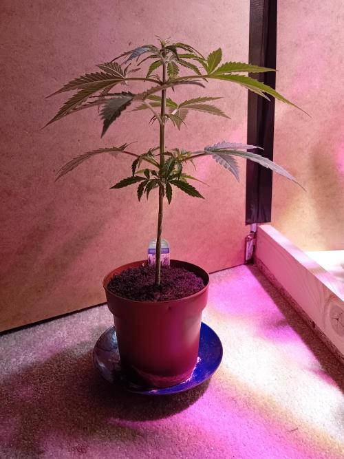 Auto Rainbow Sherbet #11- Advanced Seeds. Week 5