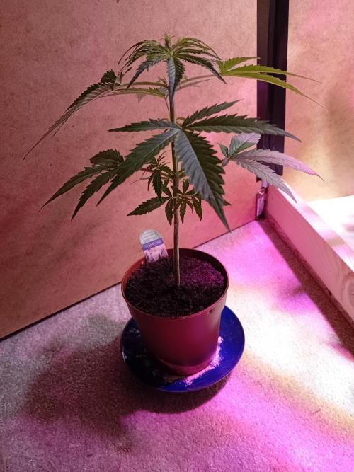 Auto Rainbow Sherbet #11- Advanced Seeds. Week 5