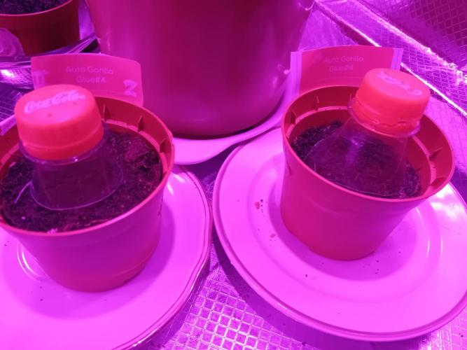 GG4 & Cherry Kush Coke Auto  Linda Seeds. Week 0