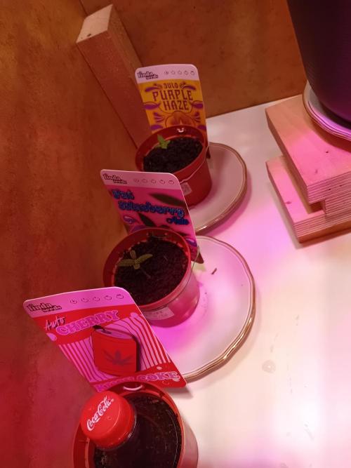 GG4 & Cherry Kush Coke Auto  Linda Seeds. Week 0