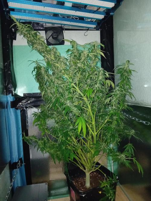 Amnesia XXL - Fem    "LINDA SEEDS". Week 16