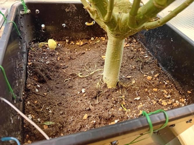 Amnesia XXL - Fem    "LINDA SEEDS". Week 16