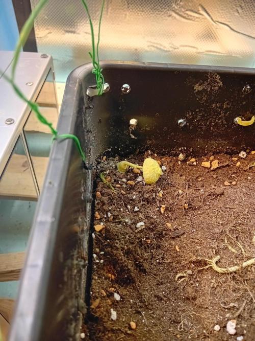 Amnesia XXL - Fem    "LINDA SEEDS". Week 16