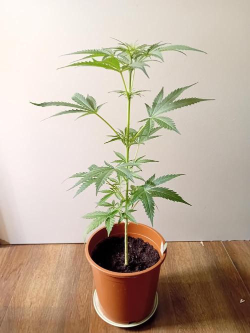 Auto Rainbow Sherbet #11- Advanced Seeds. Week 6