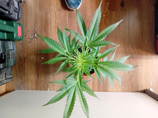 Auto Rainbow Sherbet #11- Advanced Seeds. Week 6