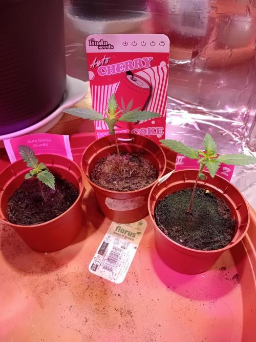 GG4 & Cherry Kush Coke Auto  Linda Seeds. Week 1