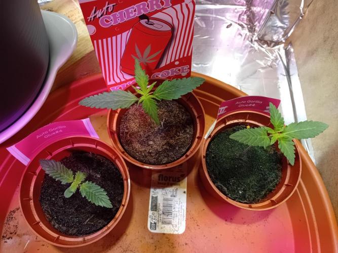 GG4 & Cherry Kush Coke Auto  Linda Seeds. Week 1