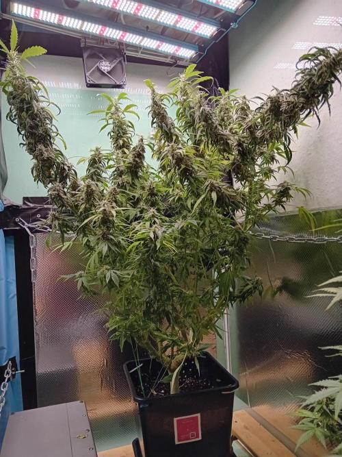 Amnesia XXL - Fem    "LINDA SEEDS". Week 17