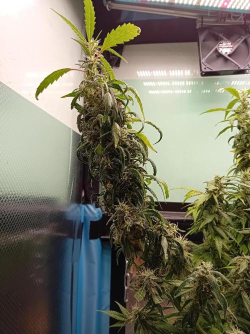 Amnesia XXL - Fem    "LINDA SEEDS". Week 17