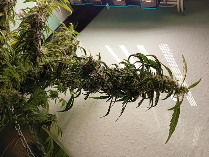 Amnesia XXL - Fem    "LINDA SEEDS". Week 17