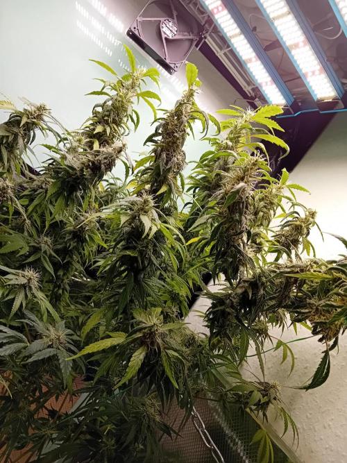 Amnesia XXL - Fem    "LINDA SEEDS". Week 17