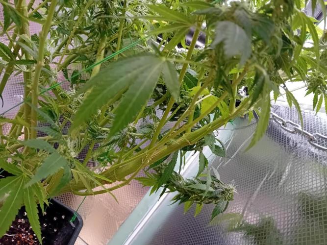 Amnesia XXL - Fem    "LINDA SEEDS". Week 17