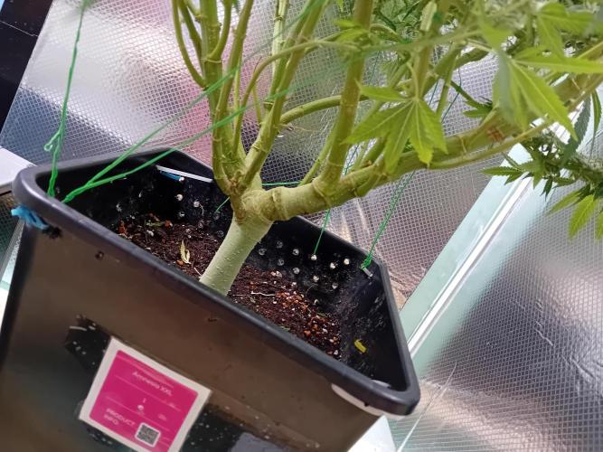 Amnesia XXL - Fem    "LINDA SEEDS". Week 17