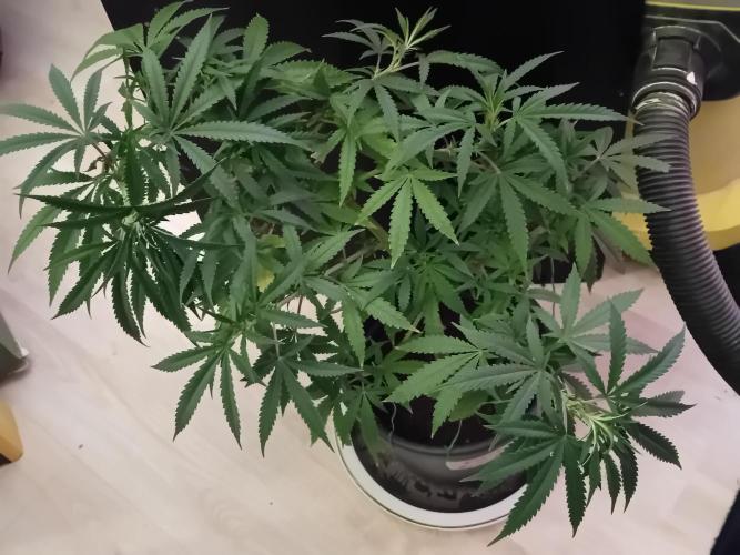 Bruce Banner - Photo -  by Linda Seeds. Week 10