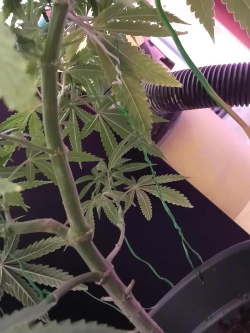 Bruce Banner - Photo -  by Linda Seeds. Week 10