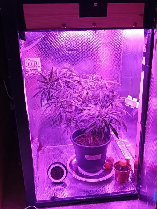 Bruce Banner - Photo -  by Linda Seeds. Week 10