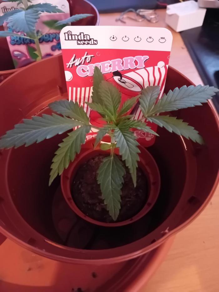 GG4 & Cherry Kush Coke Auto  Linda Seeds. Week 2