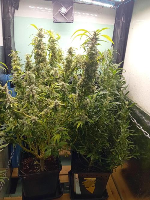 Amnesia XXL - Fem    "LINDA SEEDS". Week 18