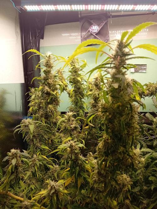 Amnesia XXL - Fem    "LINDA SEEDS". Week 18