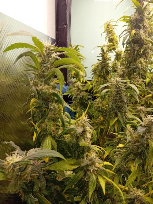 Amnesia XXL - Fem    "LINDA SEEDS". Week 18