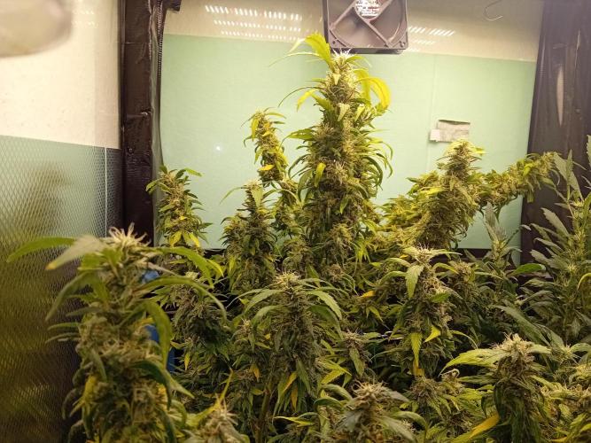 Amnesia XXL - Fem    "LINDA SEEDS". Week 18