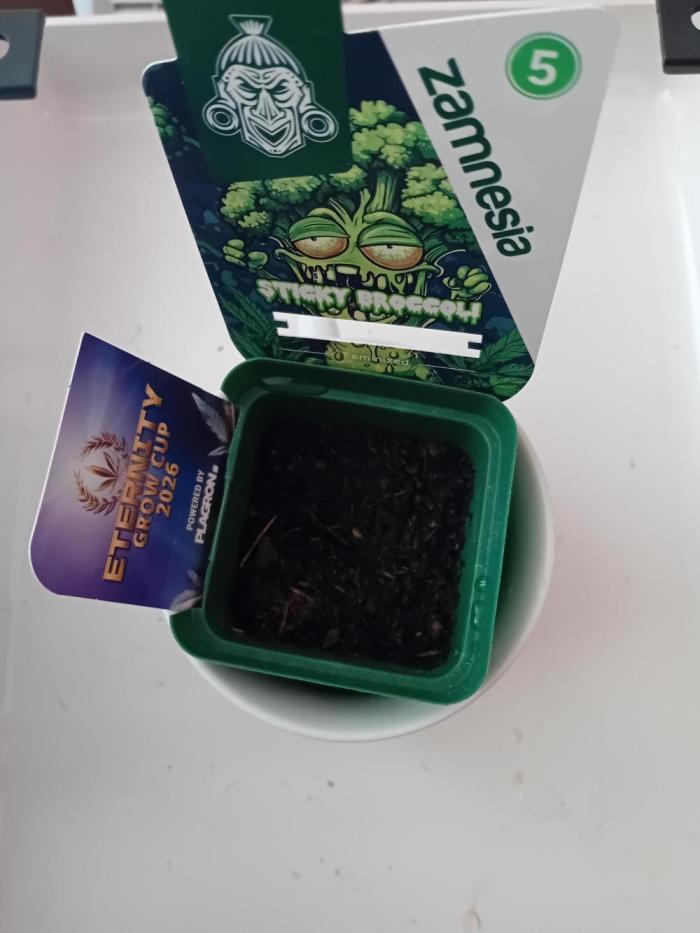 Zamnesia Sticky Brocolli - Eternity GC. Week 0 - Start 16.01 