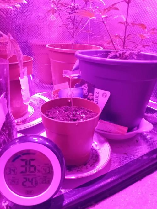 Sticky Broccoli . Week 2