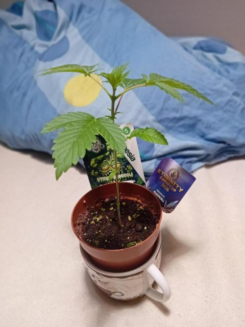 Sticky Broccoli . Week 4