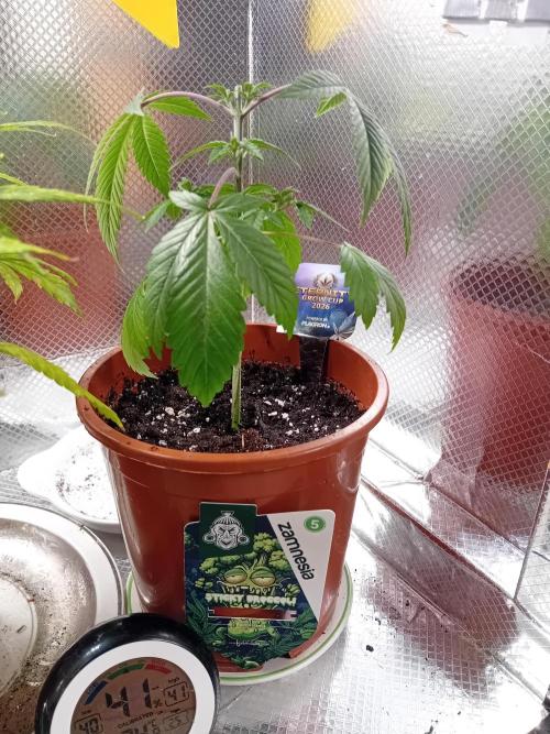 Sticky Broccoli . Week 6