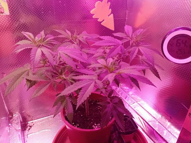 Zamnesia Sticky Brocolli - Eternity GC. Week 10