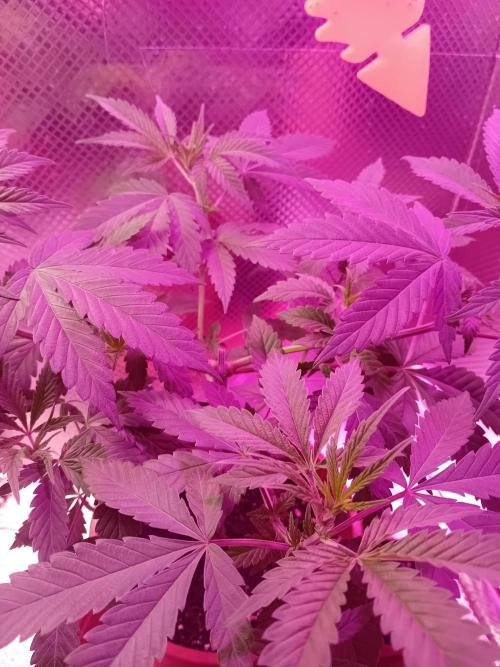 Zamnesia Sticky Brocolli - Eternity GC. Week 10