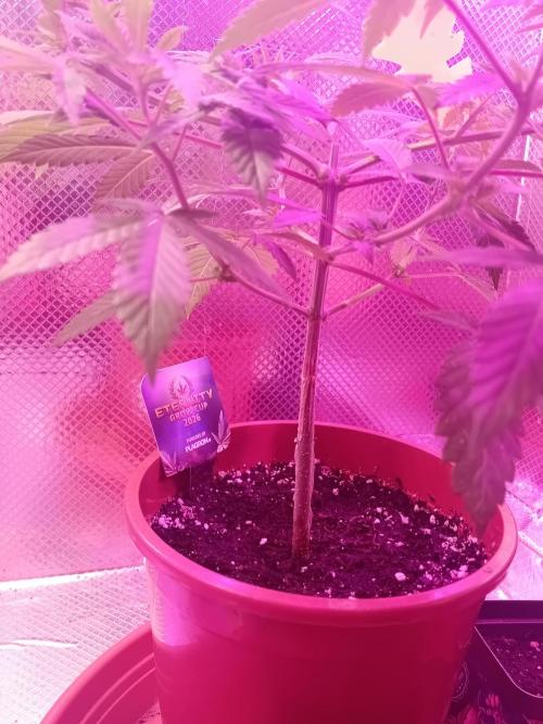 Zamnesia Sticky Brocolli - Eternity GC. Week 10