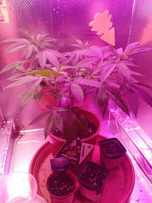 Sticky Broccoli . Week 10