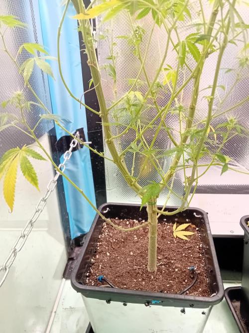 Zamnesia Sticky Brocolli - Eternity GC. Week 22