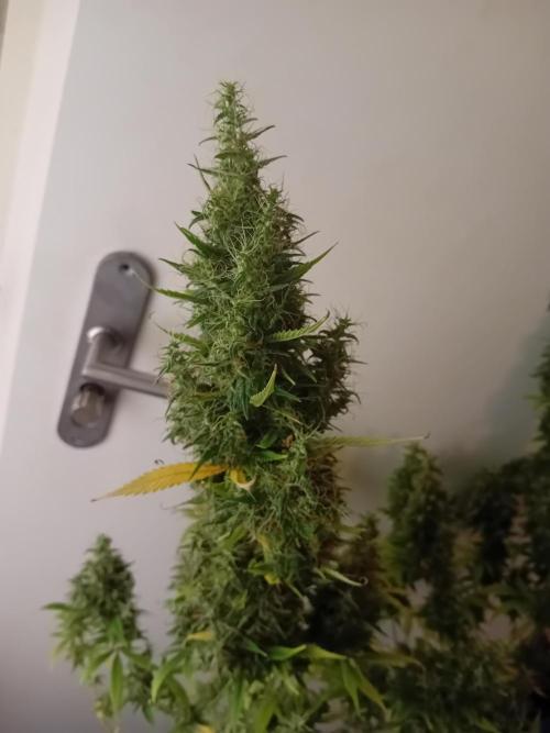 Zamnesia Sticky Brocolli - Eternity GC. Week 22