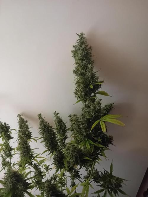 Zamnesia Sticky Brocolli - Eternity GC. Week 22