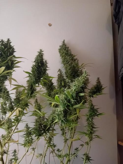 Zamnesia Sticky Brocolli - Eternity GC. Week 22