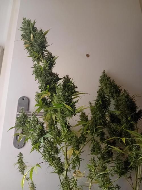 Zamnesia Sticky Brocolli - Eternity GC. Week 22